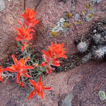 Red flowers with cacti and lichen
